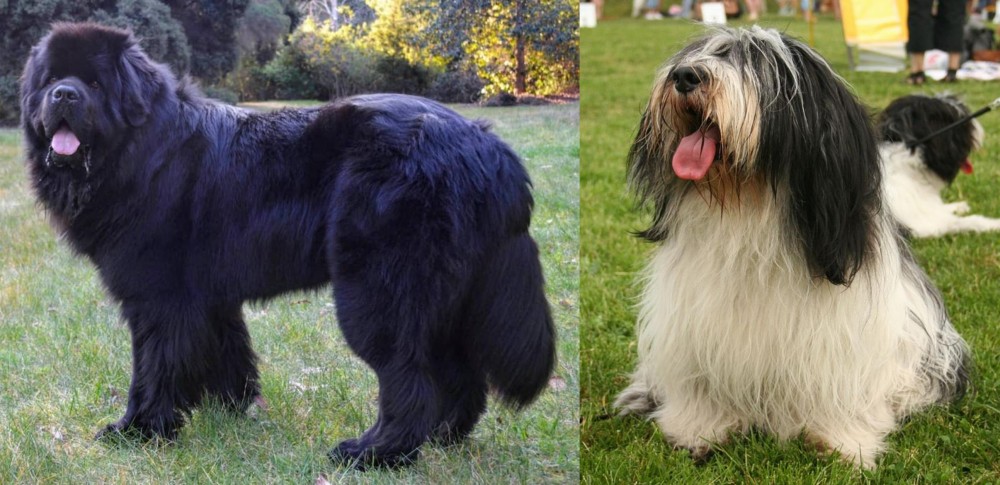Polish Lowland Sheepdog vs Newfoundland Dog - Breed Comparison