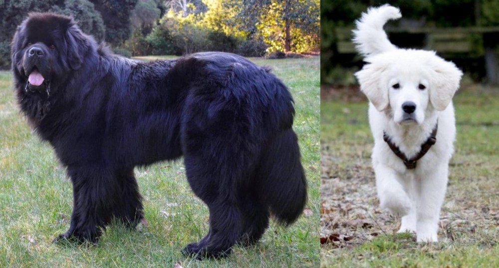 Polish Tatra Sheepdog vs Newfoundland Dog - Breed Comparison