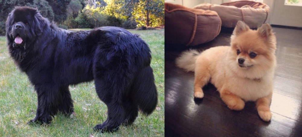 Pomeranian vs Newfoundland Dog - Breed Comparison