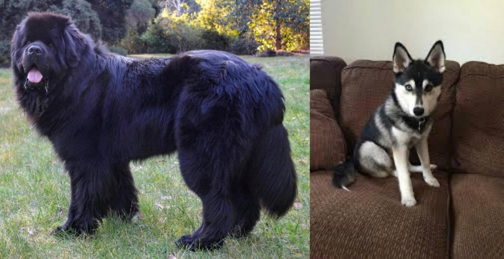 Pomsky vs Newfoundland Dog - Breed Comparison