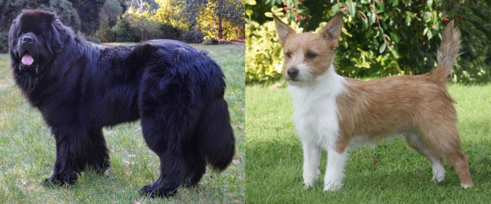 Portuguese Podengo vs Newfoundland Dog - Breed Comparison