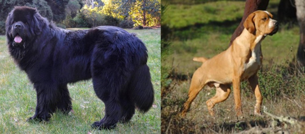 Portuguese Pointer vs Newfoundland Dog - Breed Comparison
