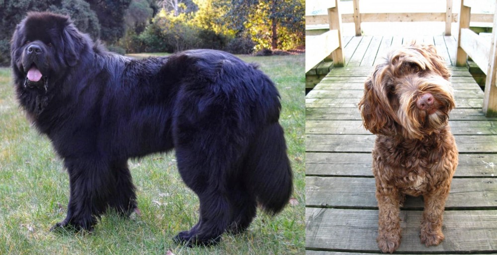 Portuguese Water Dog vs Newfoundland Dog - Breed Comparison