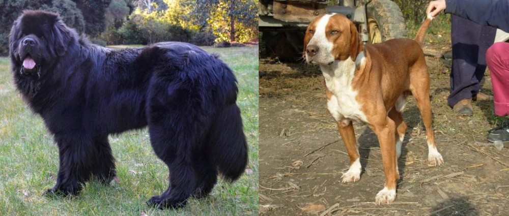 Posavac Hound vs Newfoundland Dog - Breed Comparison