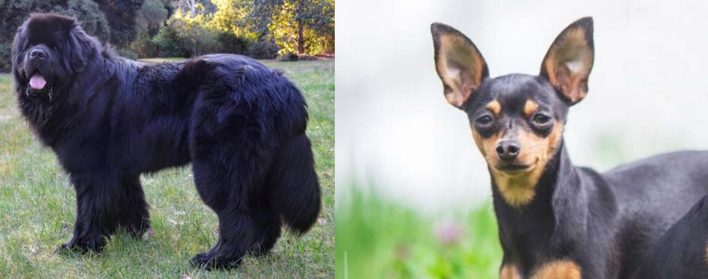 Prazsky Krysarik vs Newfoundland Dog - Breed Comparison