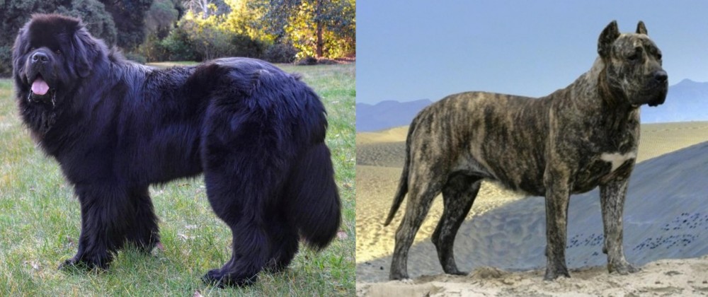Presa Canario vs Newfoundland Dog - Breed Comparison