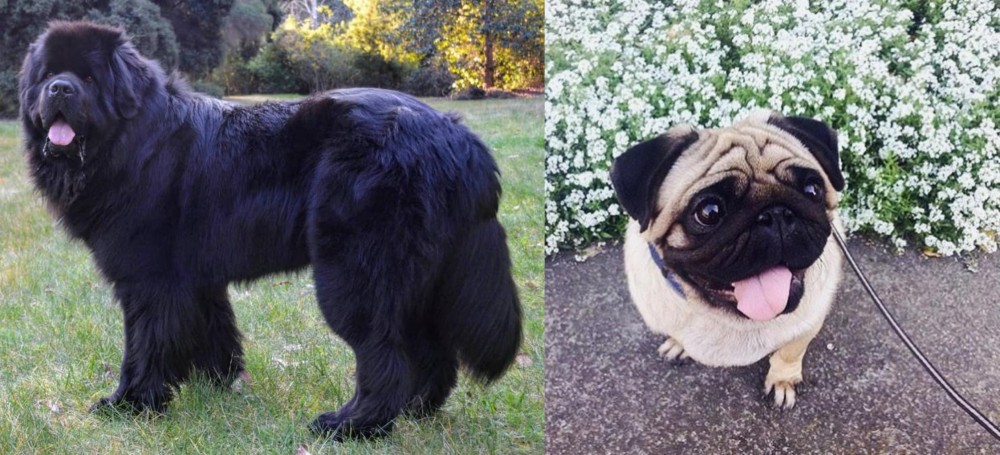 Pug vs Newfoundland Dog - Breed Comparison