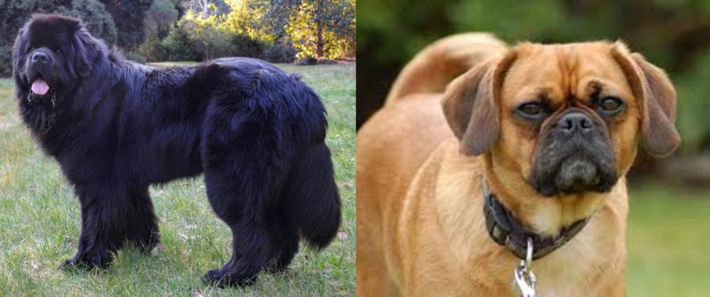 Pugalier vs Newfoundland Dog - Breed Comparison