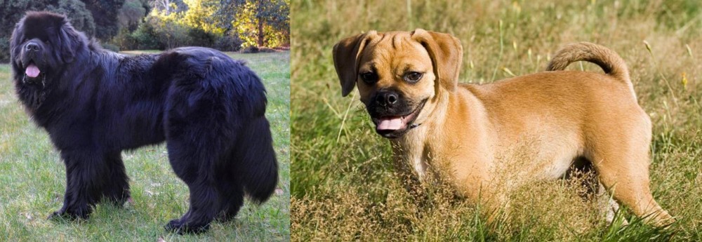Puggle vs Newfoundland Dog - Breed Comparison