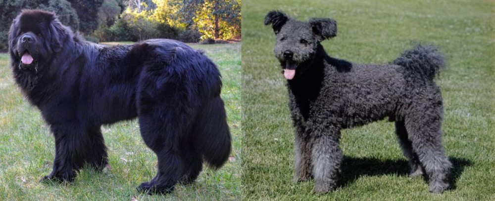 Pumi vs Newfoundland Dog - Breed Comparison