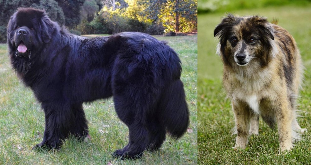 Pyrenean Shepherd vs Newfoundland Dog - Breed Comparison