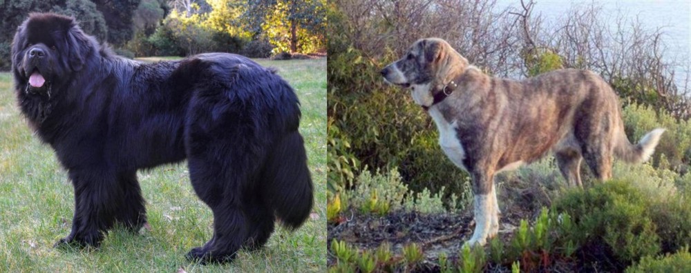 Rafeiro do Alentejo vs Newfoundland Dog - Breed Comparison