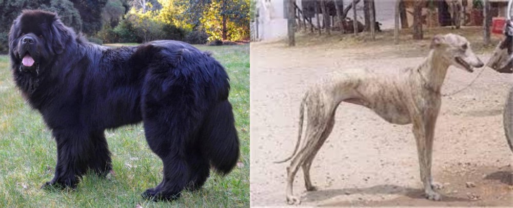 Rampur Greyhound vs Newfoundland Dog - Breed Comparison