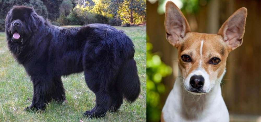 Rat Terrier vs Newfoundland Dog - Breed Comparison