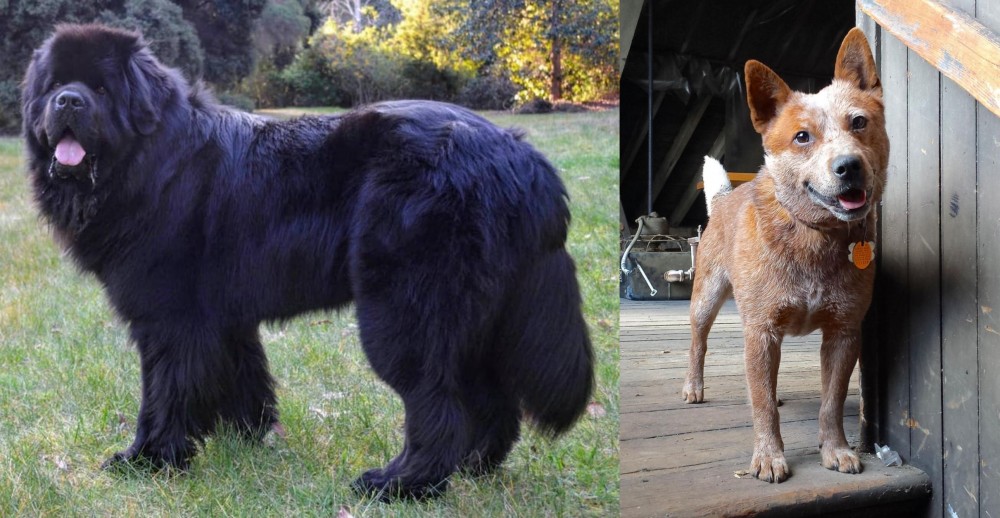 Red Heeler vs Newfoundland Dog - Breed Comparison