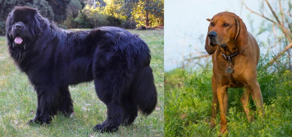 Redbone Coonhound vs Newfoundland Dog - Breed Comparison