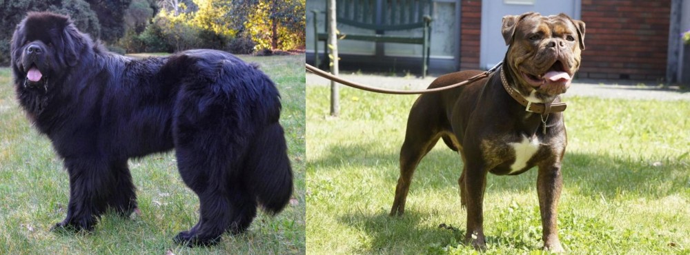 Renascence Bulldogge vs Newfoundland Dog - Breed Comparison