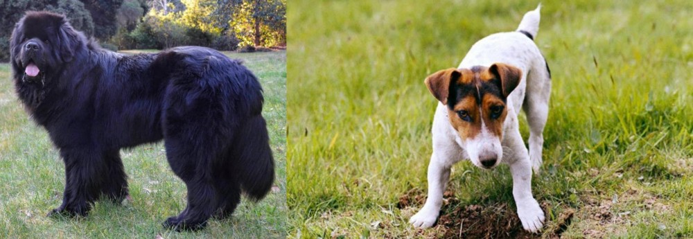 Russell Terrier vs Newfoundland Dog - Breed Comparison