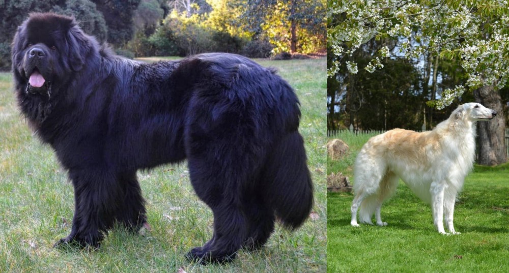 Russian Hound vs Newfoundland Dog - Breed Comparison