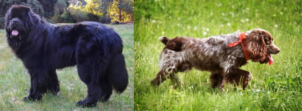 Russian Spaniel vs Newfoundland Dog - Breed Comparison