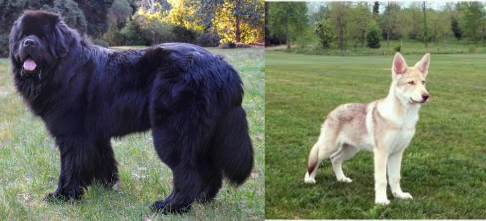 Saarlooswolfhond vs Newfoundland Dog - Breed Comparison