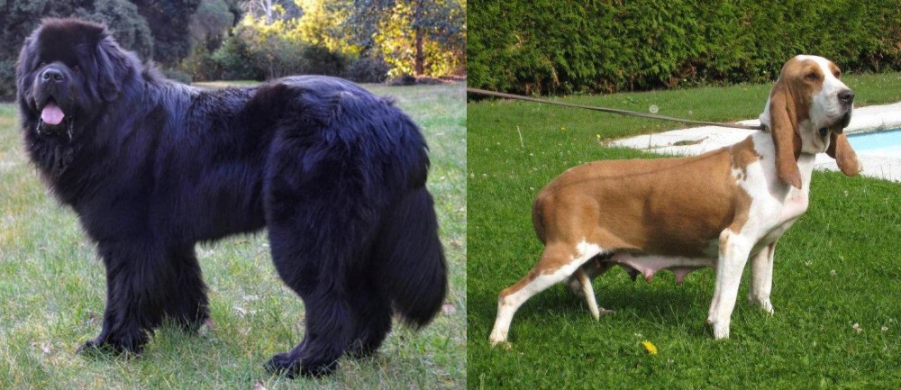 Sabueso Espanol vs Newfoundland Dog - Breed Comparison