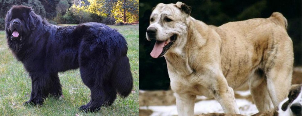 Sage Koochee vs Newfoundland Dog - Breed Comparison
