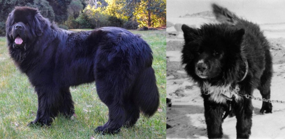 Sakhalin Husky vs Newfoundland Dog - Breed Comparison
