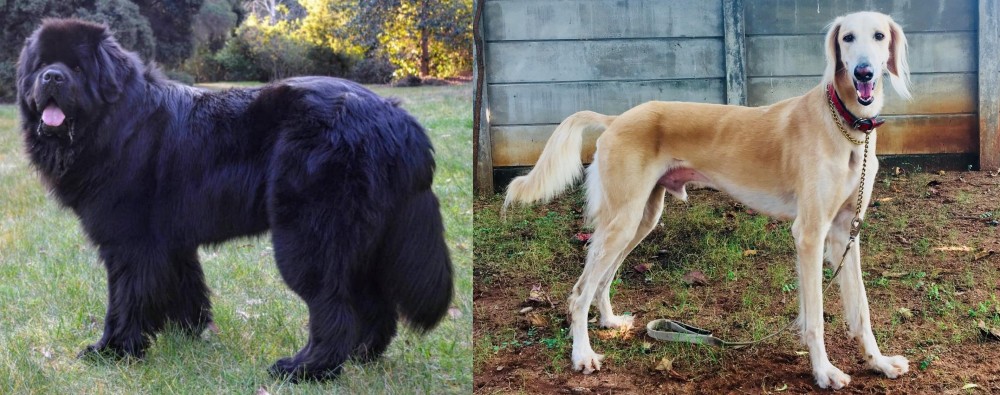 Saluki vs Newfoundland Dog - Breed Comparison