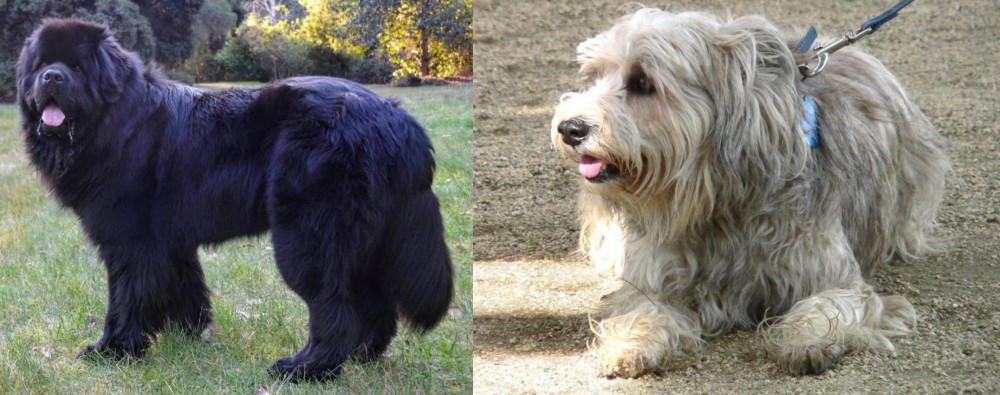 Sapsali vs Newfoundland Dog - Breed Comparison