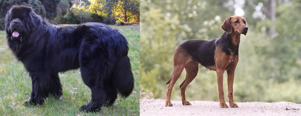 Schillerstovare vs Newfoundland Dog - Breed Comparison