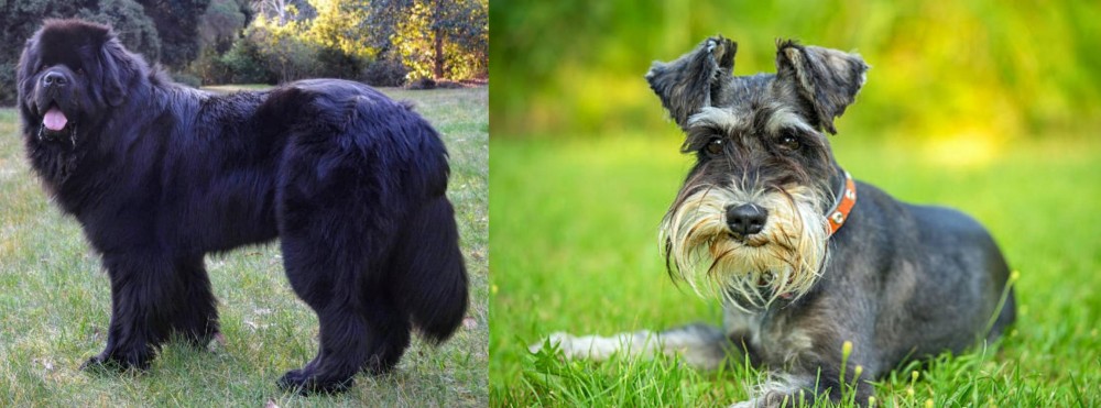 Schnauzer vs Newfoundland Dog - Breed Comparison