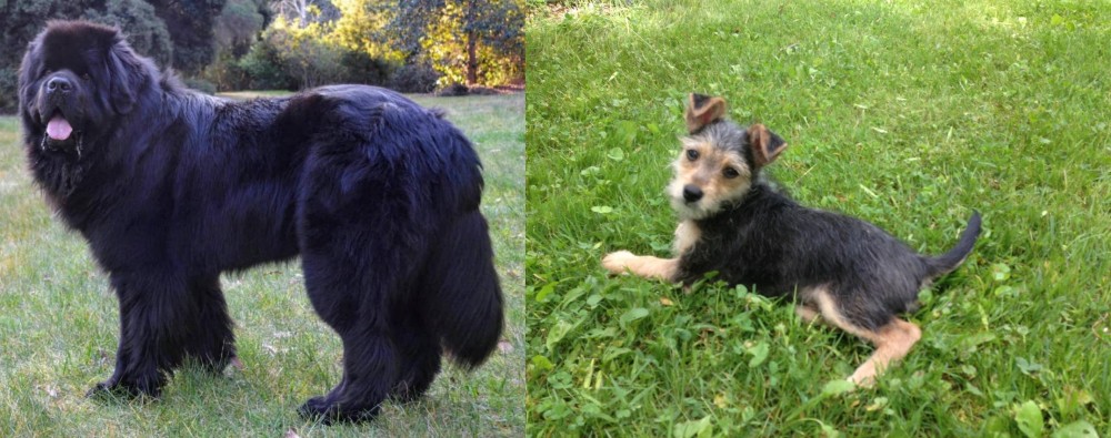 Schnorkie vs Newfoundland Dog - Breed Comparison