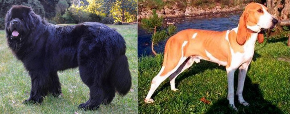 Schweizer Laufhund vs Newfoundland Dog - Breed Comparison