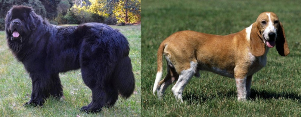 Schweizer Niederlaufhund vs Newfoundland Dog - Breed Comparison