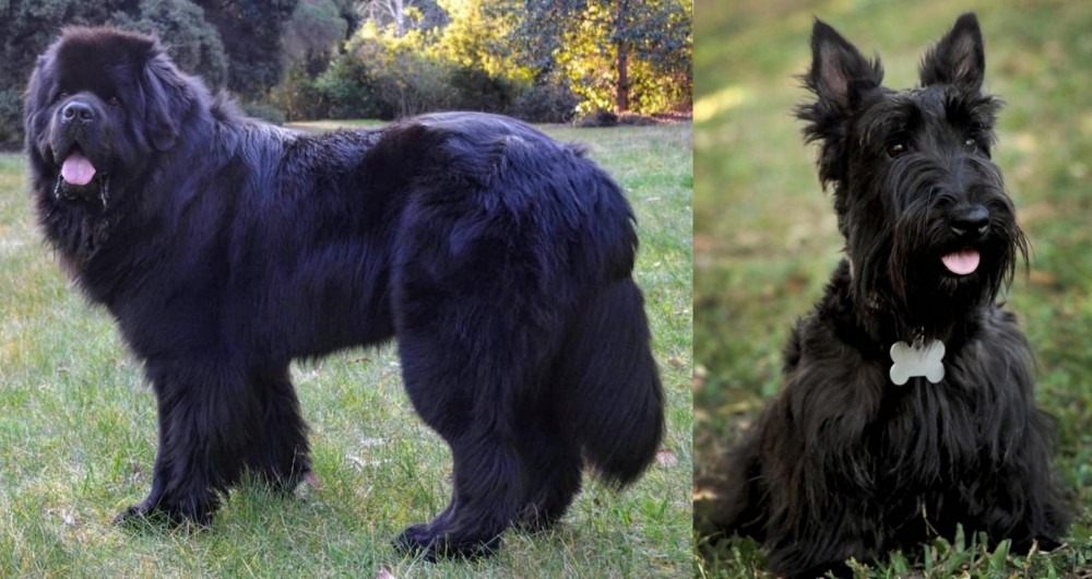 Scoland Terrier vs Newfoundland Dog - Breed Comparison