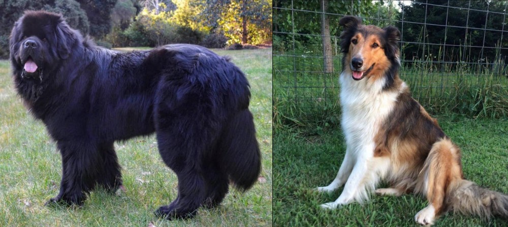 Scotch Collie vs Newfoundland Dog - Breed Comparison