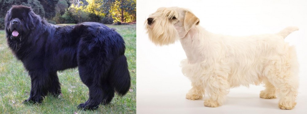 Sealyham Terrier vs Newfoundland Dog - Breed Comparison