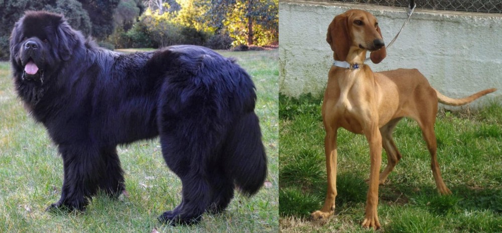 Segugio Italiano vs Newfoundland Dog - Breed Comparison