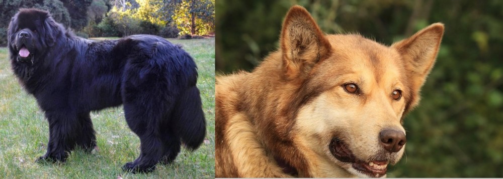 Seppala Siberian Sleddog vs Newfoundland Dog - Breed Comparison