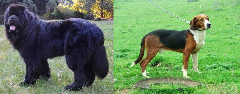 Serbian Tricolour Hound vs Newfoundland Dog - Breed Comparison