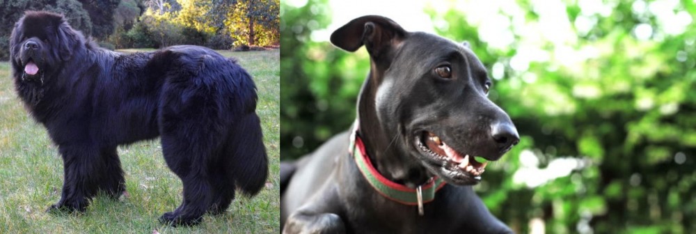 Shepard Labrador vs Newfoundland Dog - Breed Comparison