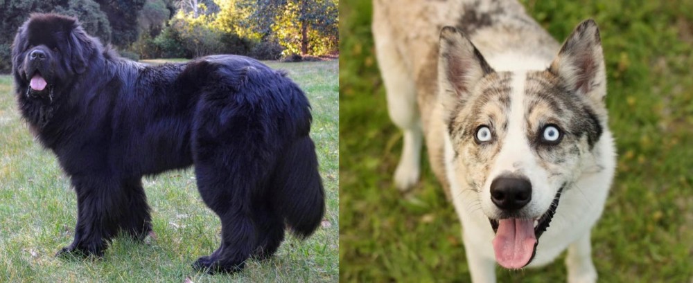 Shepherd Husky vs Newfoundland Dog - Breed Comparison