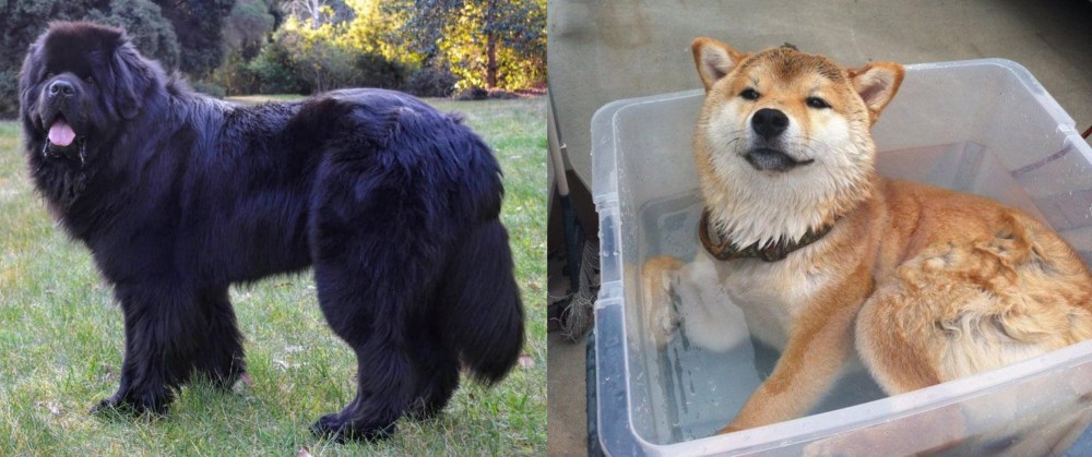 Shiba Inu vs Newfoundland Dog - Breed Comparison
