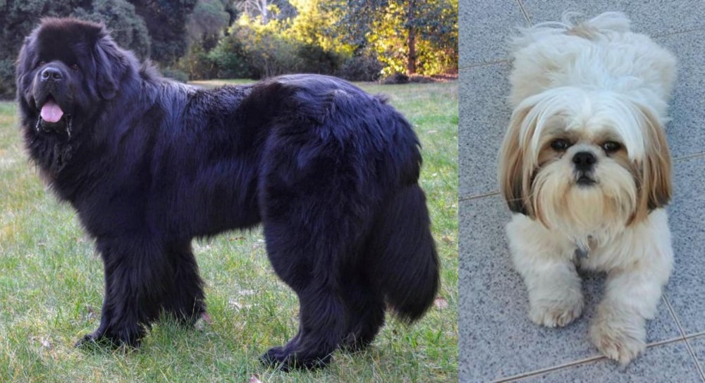 Shih Tzu vs Newfoundland Dog - Breed Comparison