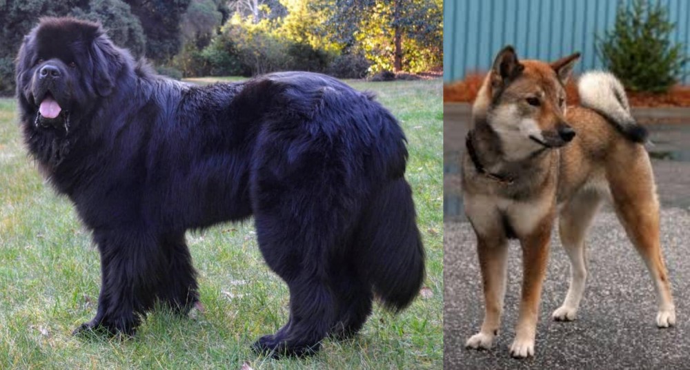 Shikoku vs Newfoundland Dog - Breed Comparison