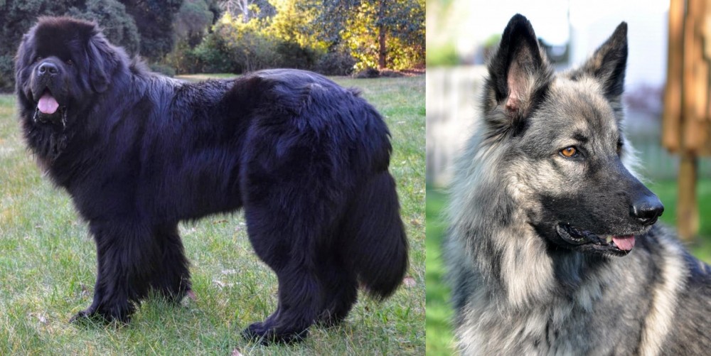 Shiloh Shepherd vs Newfoundland Dog - Breed Comparison