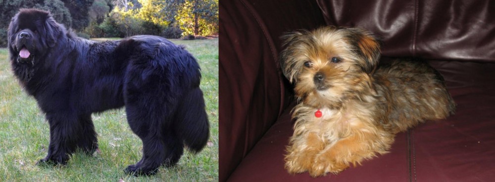 Shorkie vs Newfoundland Dog - Breed Comparison