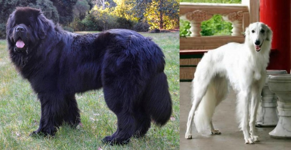 Silken Windhound vs Newfoundland Dog - Breed Comparison