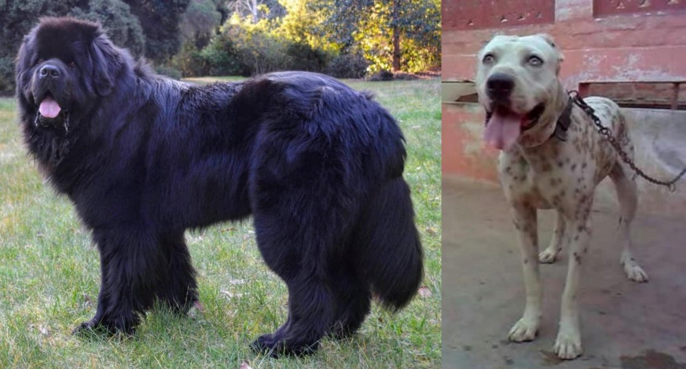 Sindh Mastiff vs Newfoundland Dog - Breed Comparison